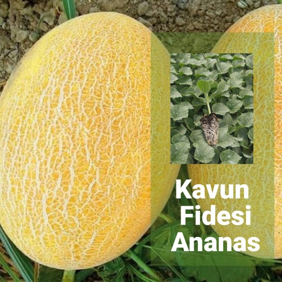 Kavun Fidesi Ananas 